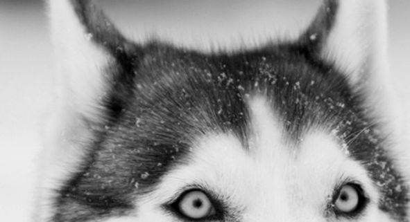 Husky Close Up