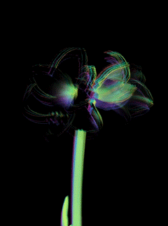 distorium6
