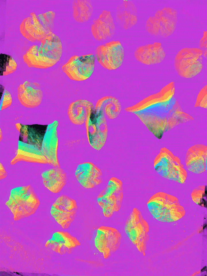 distorium12.gif