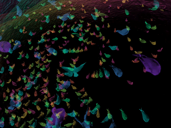 distorium10.gif