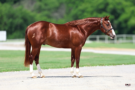 2023 sorrel stallion