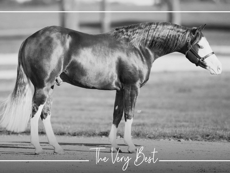 $34,000 Price Tag Highlights Demand for Metallic Cattack Offspring