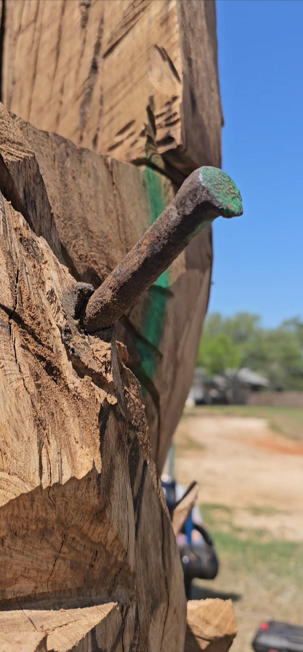 Close-up of a rusty railroad spike uncovered during a chainsaw carving, with green paint marks. Blurred outdoor background under a clear blue sky.