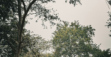 Aesthetically pleasing nature_edited.jpg