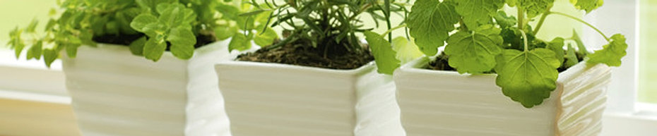 Ковров Пряные травы на подоконнике - БезФормата.Ru - Новости