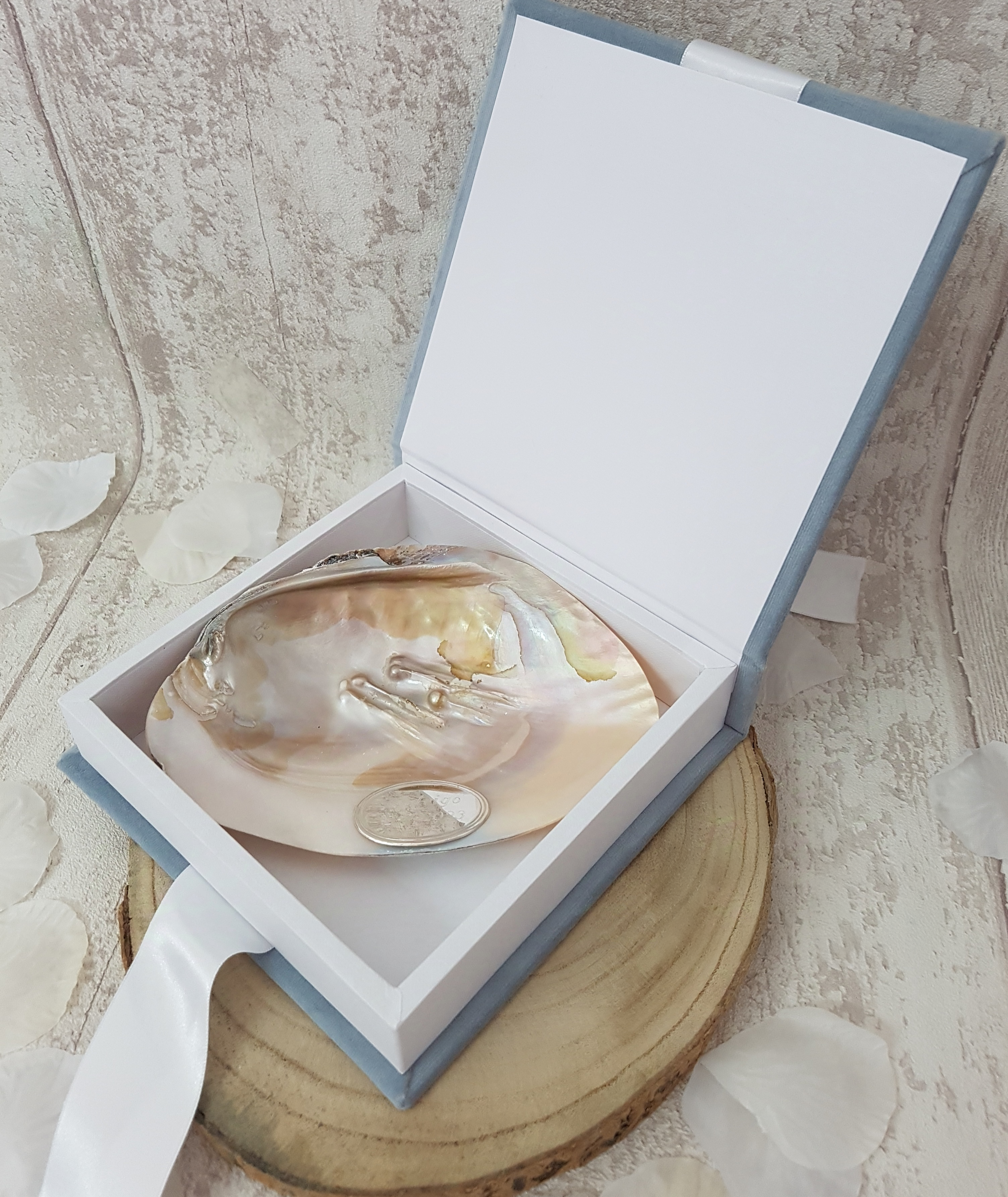 Concha com prata cx veludo