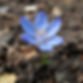 blue _flower growing out of ash.jpg