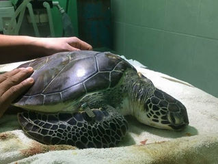 Rescatan una tortuga marina herida en Playa del Carmen
