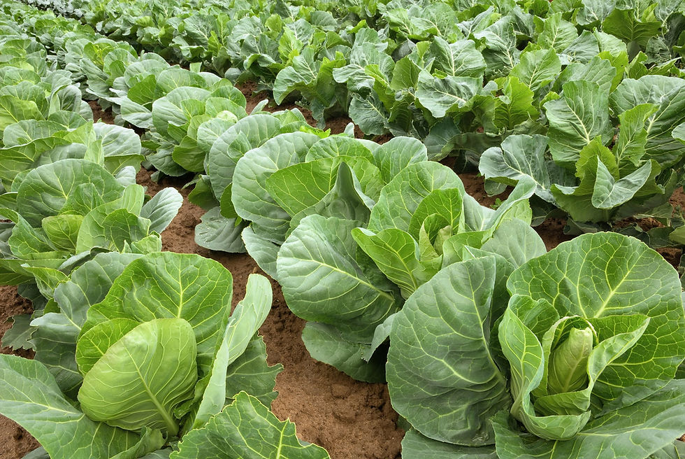 Safe Storage for Liquid Fertilizer