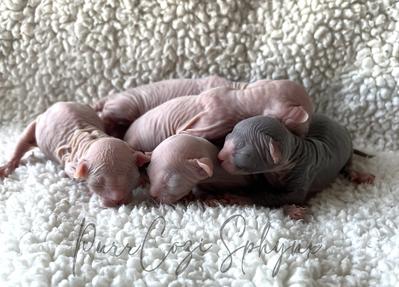 kittens1.png