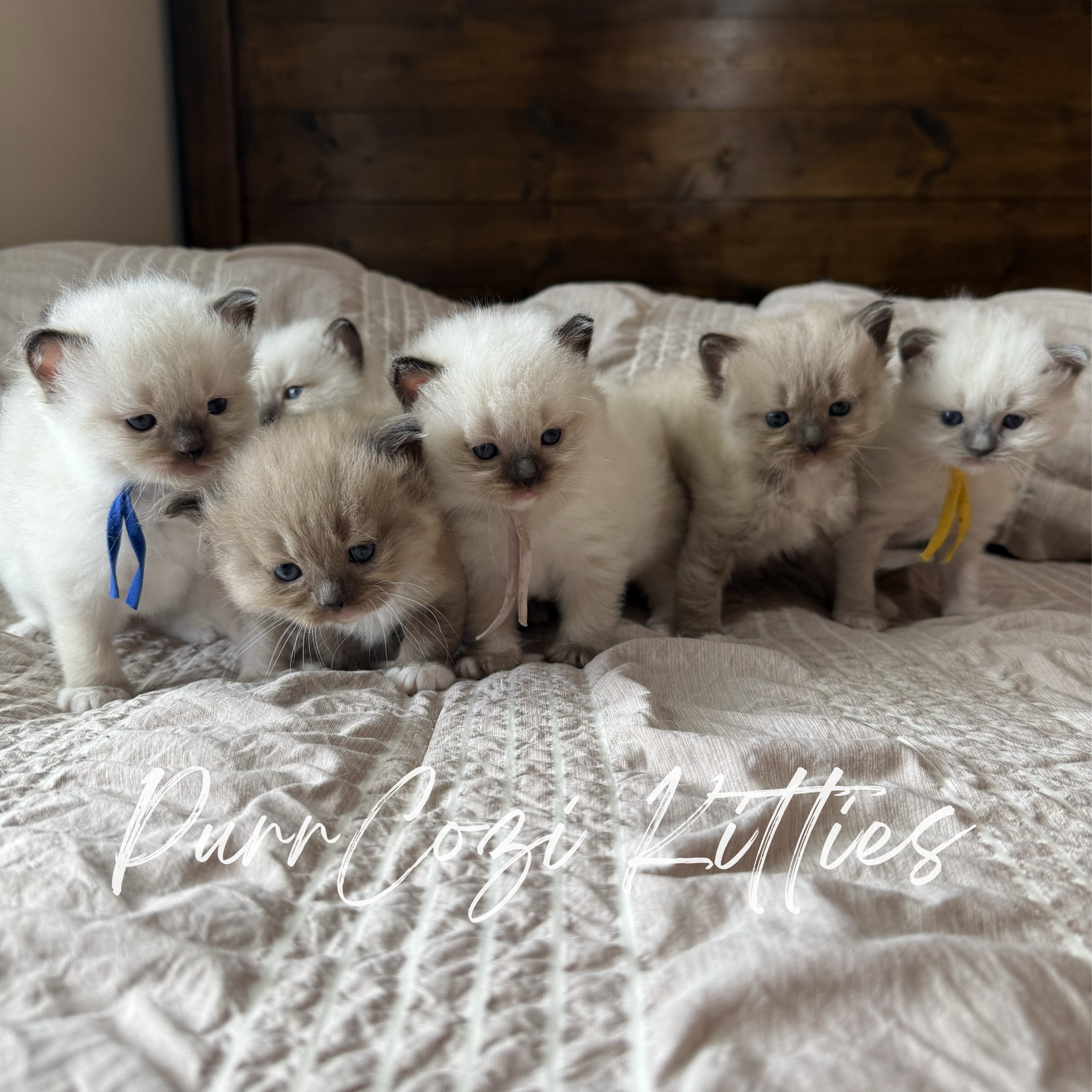 Traditional, Mink, Sepia and Solid Oh My! : A Ragdoll Color Guide