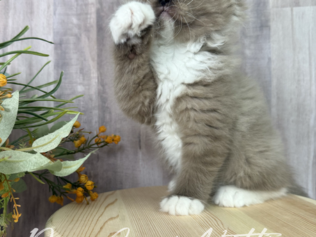 Kitties and Houseplants 