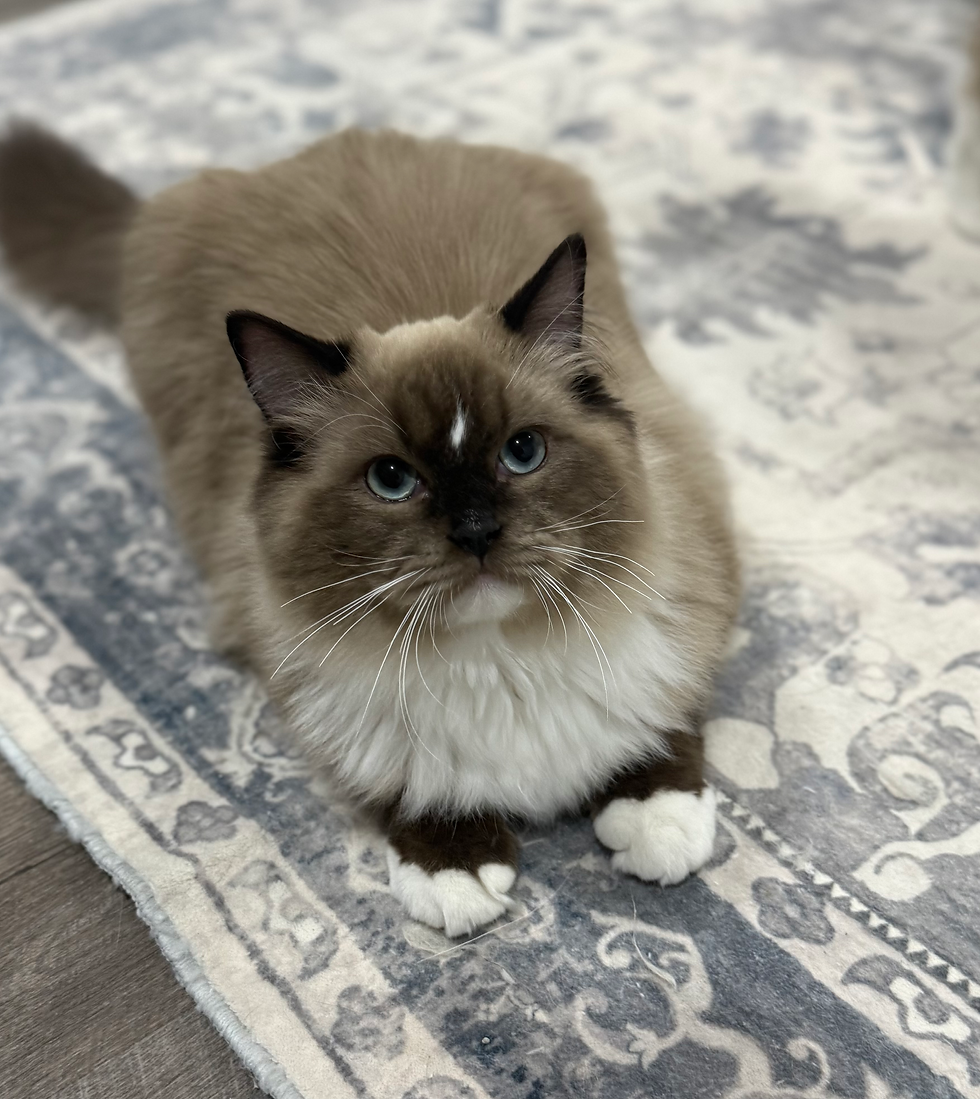 Ragdoll Cat whiskers