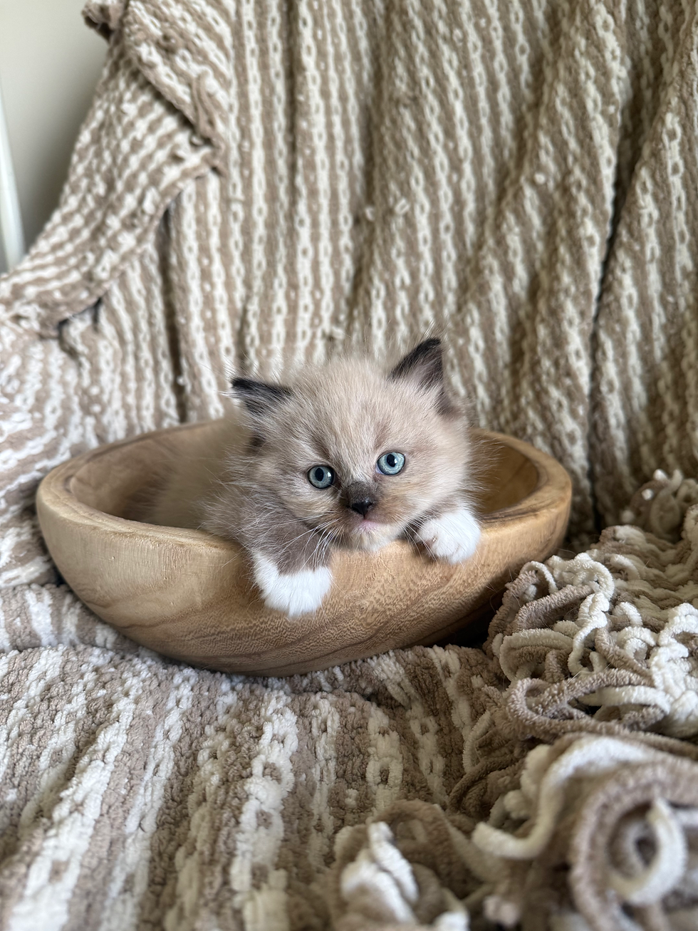Seal Point Mitted Mink Ragdoll