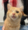 Leo Flawless Paws.jpg