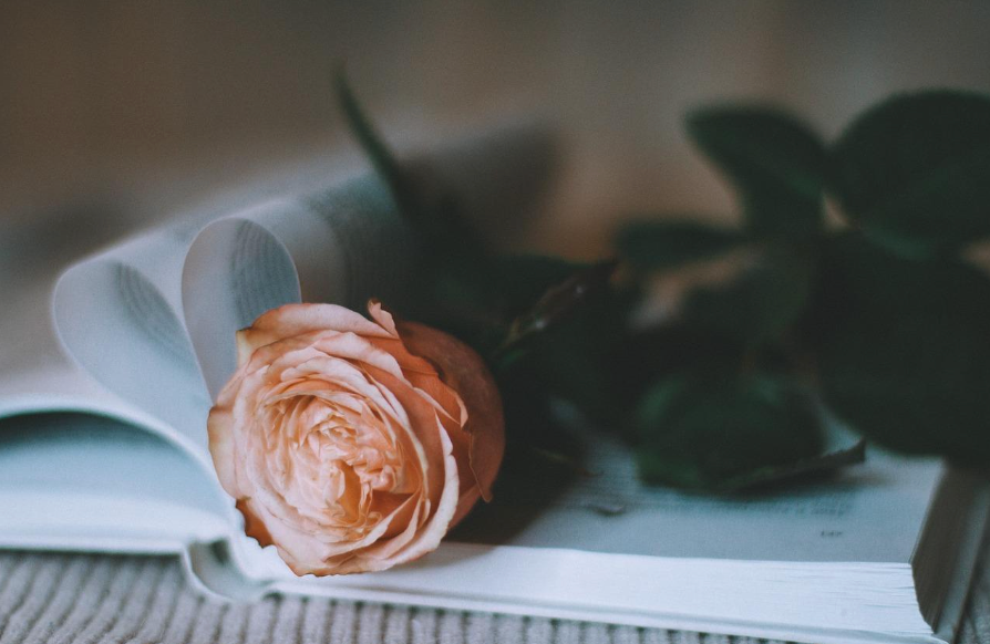 Une rose pêche posée sur un livre ouvert, avec des feuilles vert foncé en arrière-plan, ambiance douce.