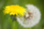 a yellow flower head of a dandelion next to a seed head of the same plant