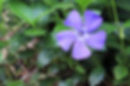 a vibrant periwinkle flower growing amongst green leaves
