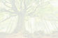 ponthus-beech-in-brocéliande-forest-france78i.jpg