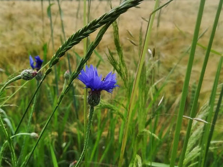 SVATOJÁNSKÁ NOC (23. - 24.6.2026)