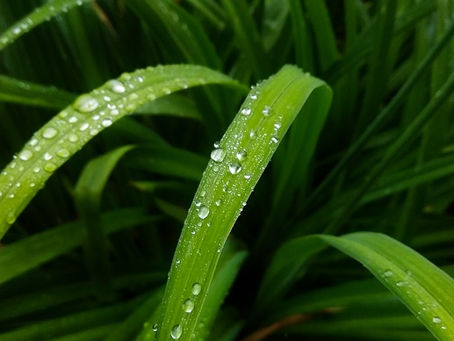 ZELENÝ ČTVRTEK 9. 4. 2020