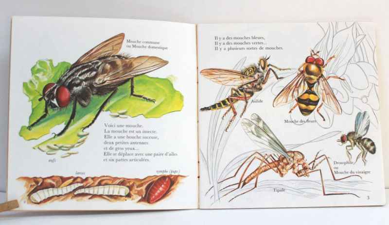 Miniature : Qu'est-ce qu'un insecte ?