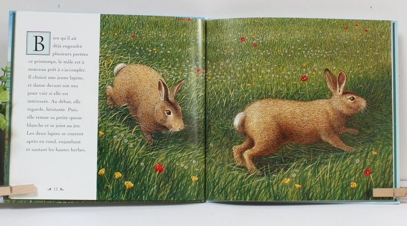 Miniature : Les Lapins