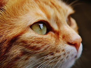 GATOS