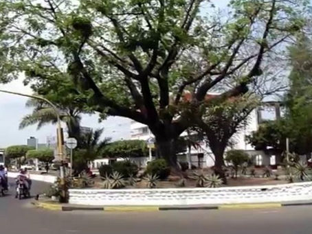 CEIBA DE TRILLOS. Por Alfonso Torres Duarte.