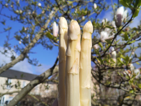 Début de saison 2026