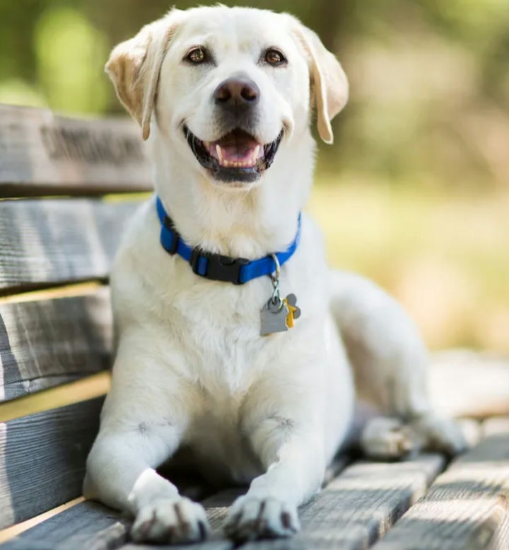 Why Does My Dog Smell Like Fritos? Vet Explains This Strange Scent