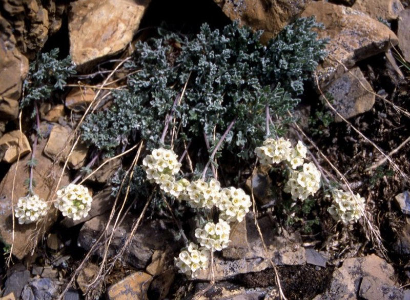 Smelowskia calycina