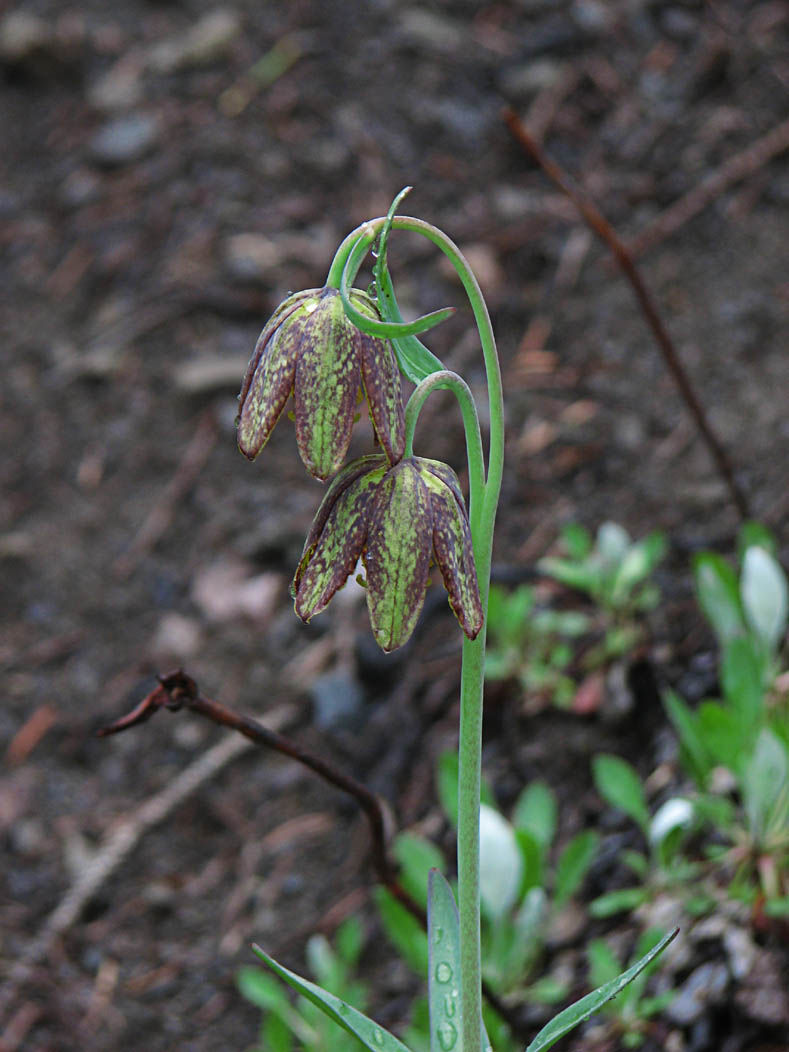 Fritillaria lanceolata