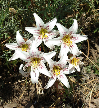 Rhodophiala rhodolirion 2.jpg