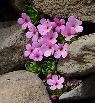 Androsace ciliata.jpeg