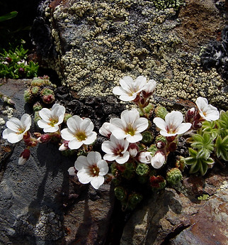 Saxifraga pubescens ssp itariana.jpeg