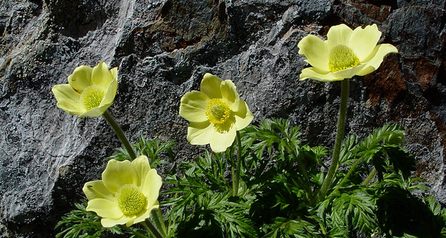 Pulsatilla alpina apiifolia.jpeg