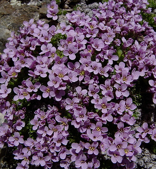 Petrocallis pyrenaica flower.jpeg
