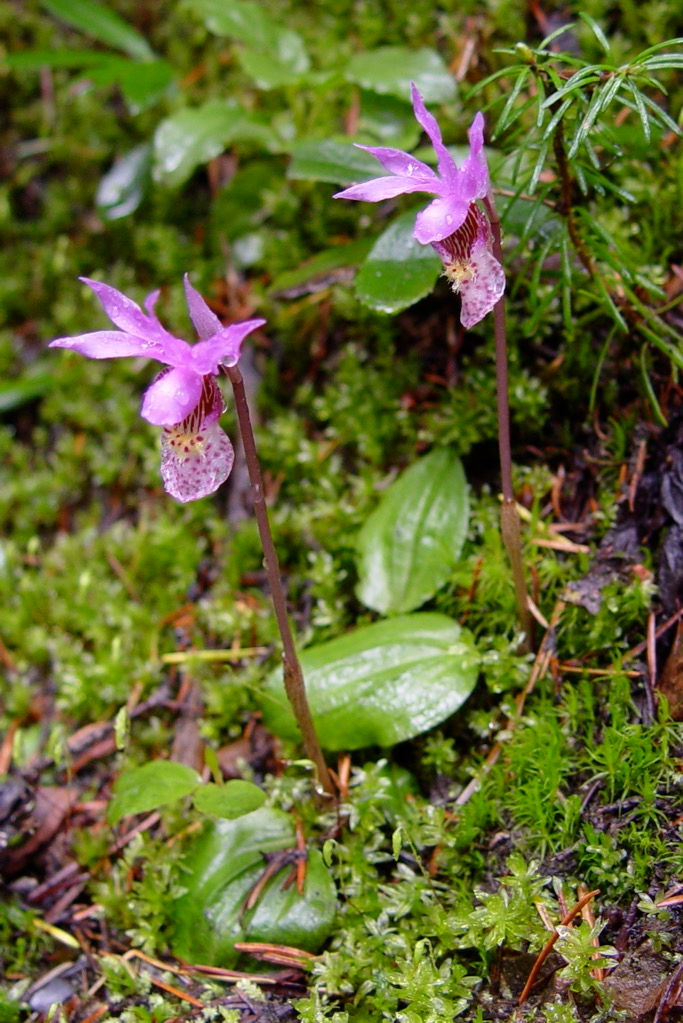 Calypso bulbosa