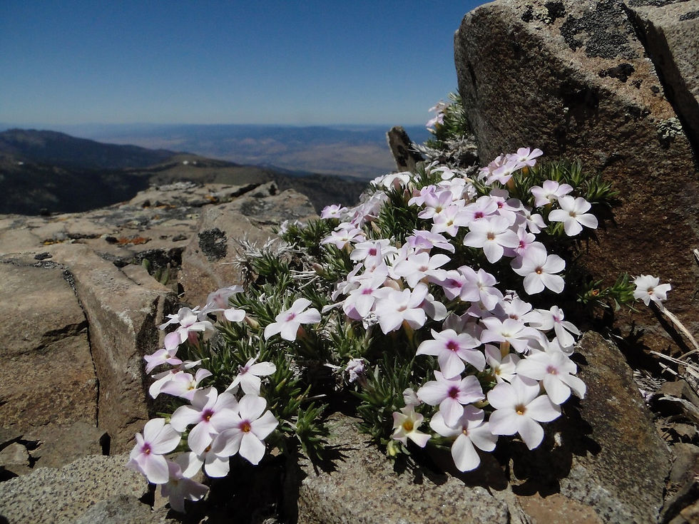 Phlox diffusa
