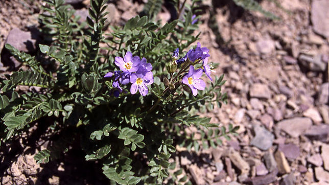 Polemonium pulcherrimum.jpg