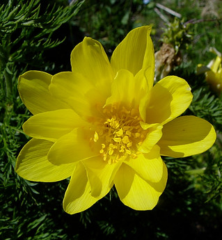 Adonis pyrenaica flower.jpeg