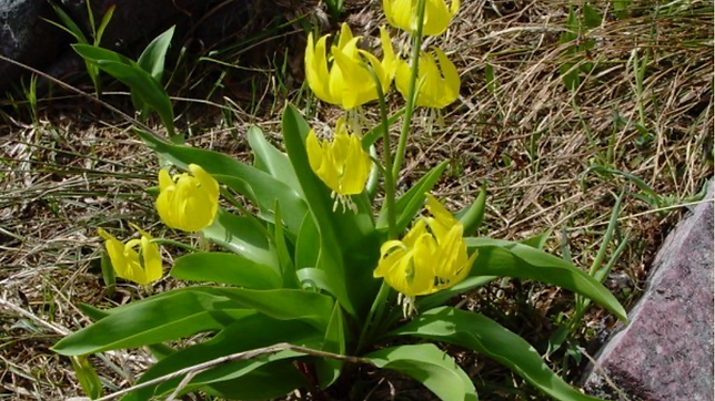 Erythronium grandiflorum.png