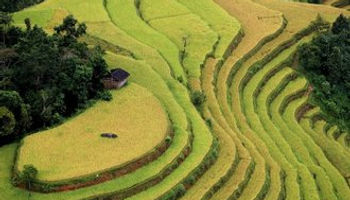 sapa rice terraces