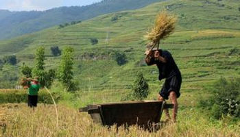 harvesting in sapa
