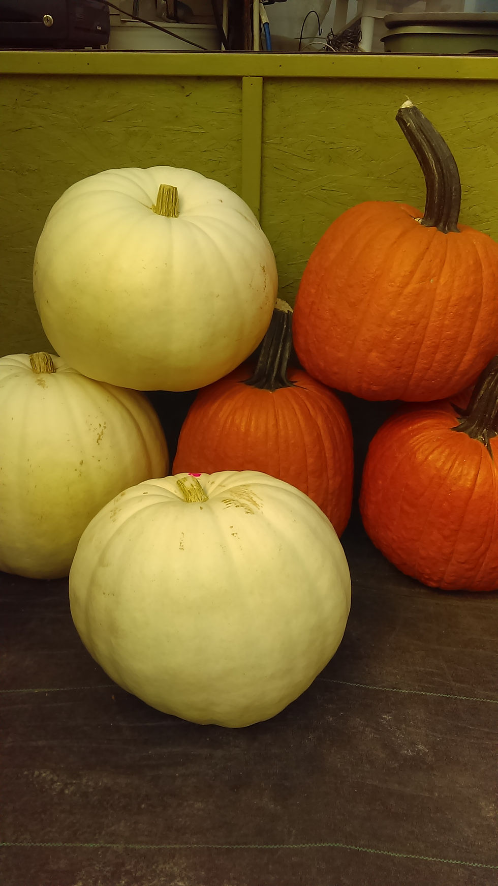 X-TRA LARGE PUMPKINS