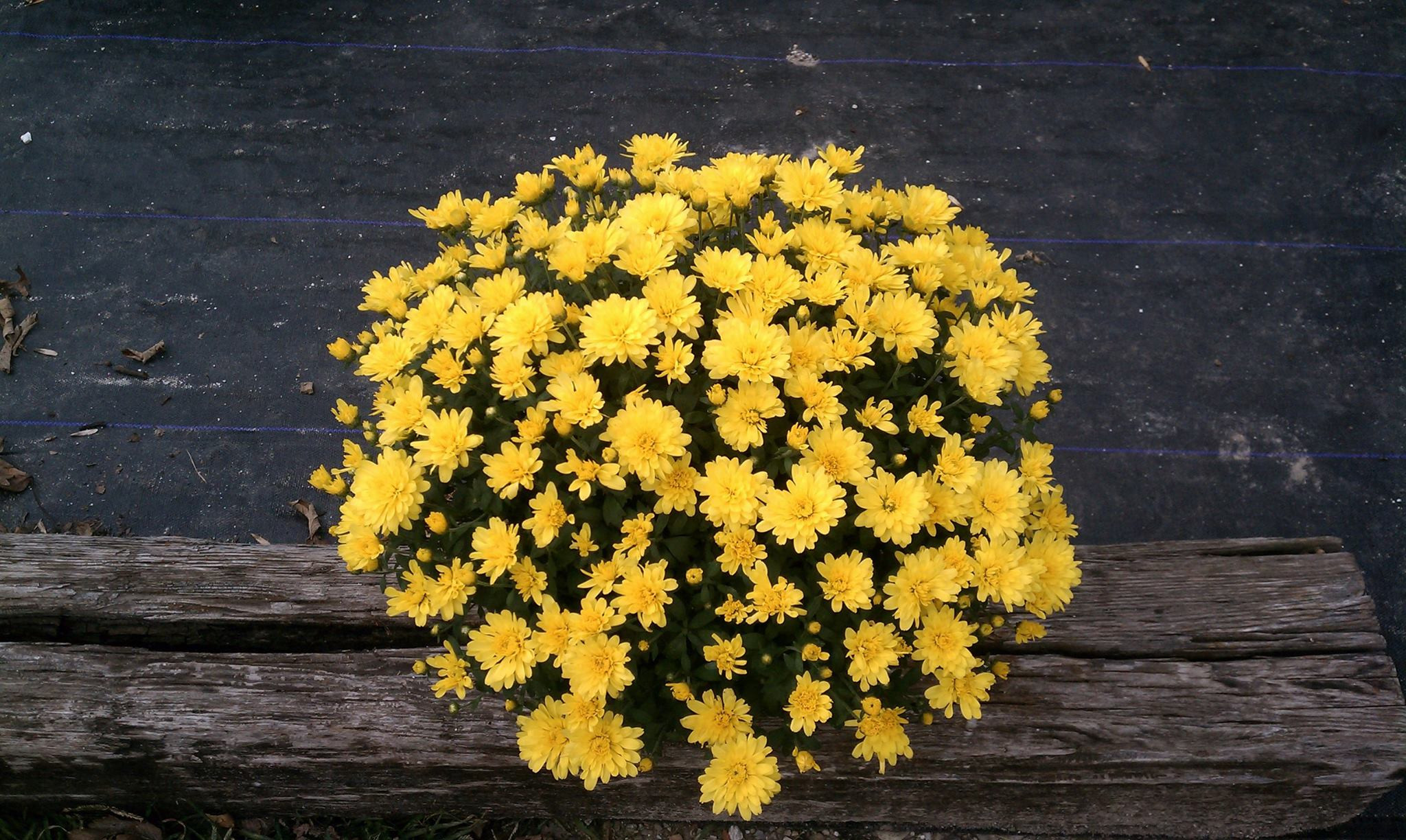 Yellow Fall Mum