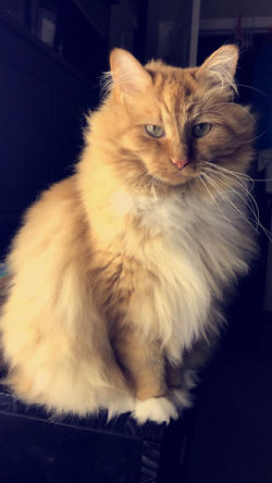 Princess