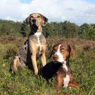 catahoula leopard.jpg