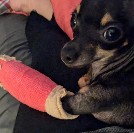 💛 From Heartbreak to Healing: Baby Puppy's Miracle💛